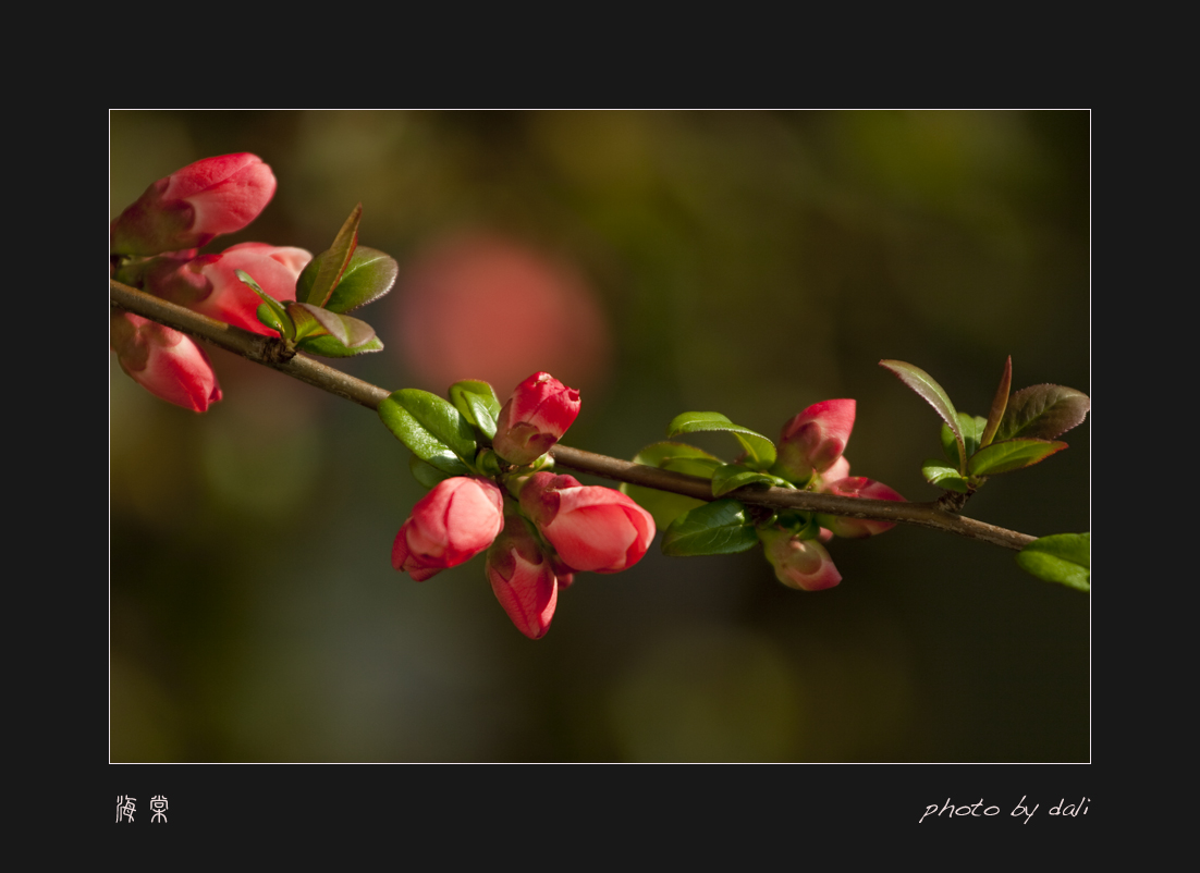 Japanese quince
